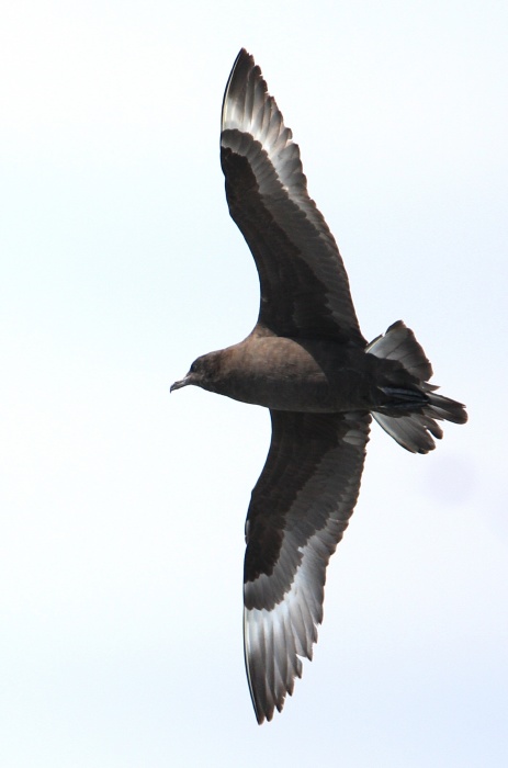Pomarine Jaeger